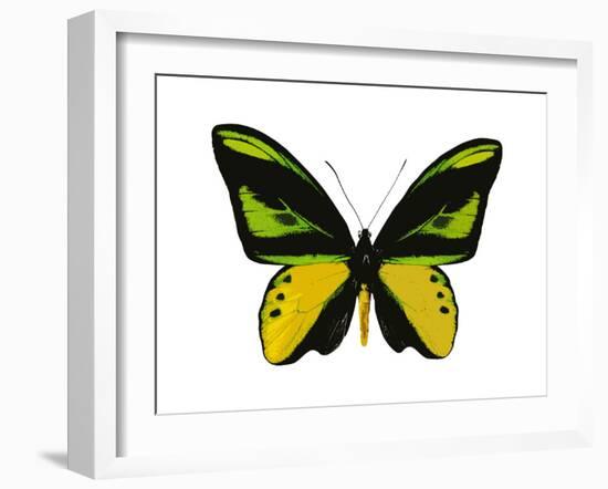Vibrant Butterfly VII-Julia Bosco-Framed Art Print