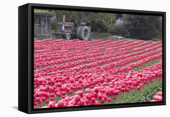 Vibrant Pink Tulips-Dana Styber-Framed Premier Image Canvas