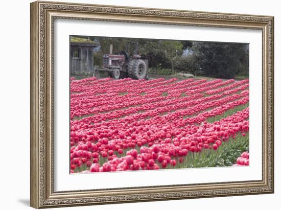 Vibrant Pink Tulips-Dana Styber-Framed Photographic Print