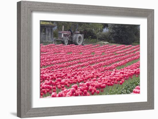 Vibrant Pink Tulips-Dana Styber-Framed Photographic Print