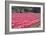 Vibrant Pink Tulips-Dana Styber-Framed Photographic Print