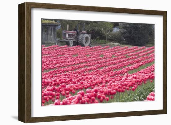 Vibrant Pink Tulips-Dana Styber-Framed Photographic Print