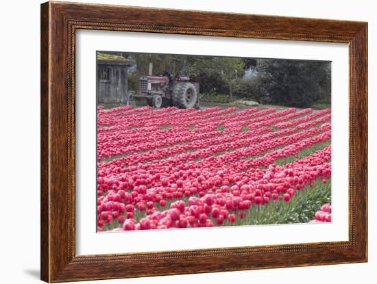 Vibrant Pink Tulips-Dana Styber-Framed Photographic Print