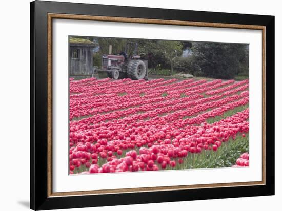 Vibrant Pink Tulips-Dana Styber-Framed Photographic Print