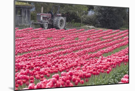 Vibrant Pink Tulips-Dana Styber-Mounted Photographic Print