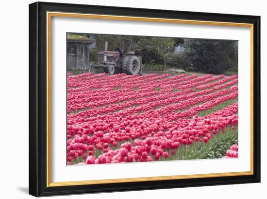 Vibrant Pink Tulips-Dana Styber-Framed Photographic Print