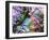 Vibrant Reef I-Eva Bane-Framed Photographic Print