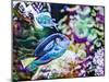 Vibrant Reef V-Eva Bane-Mounted Photographic Print