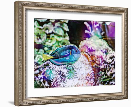 Vibrant Reef VI-Eva Bane-Framed Photographic Print