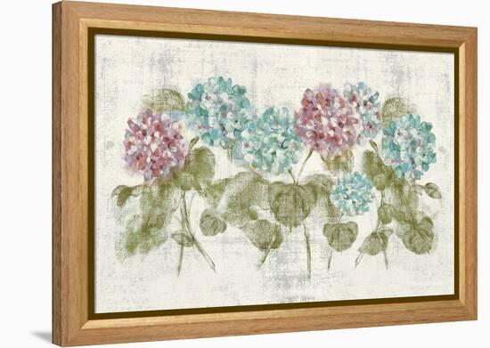 Vibrant Row of Hydrangea No Border-Cheri Blum-Framed Stretched Canvas