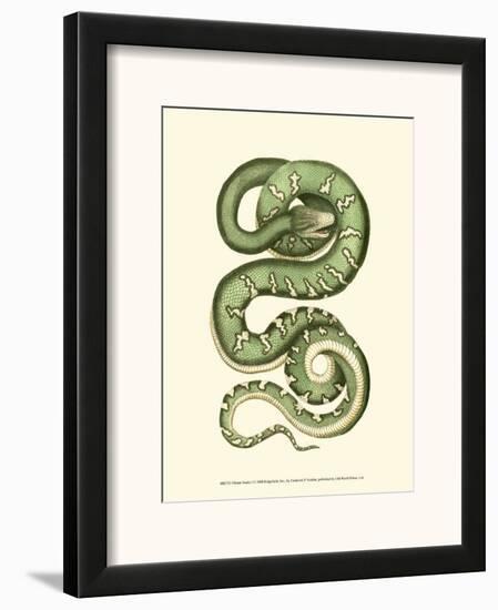 Vibrant Snake I-Frederick P. Nodder-Framed Art Print