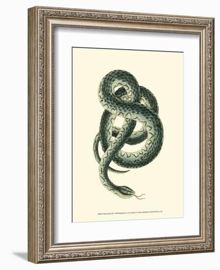 Vibrant Snake III-Frederick P^ Nodder-Framed Art Print