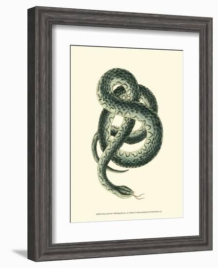 Vibrant Snake III-Frederick P^ Nodder-Framed Art Print