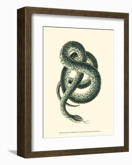 Vibrant Snake III-Frederick P^ Nodder-Framed Art Print