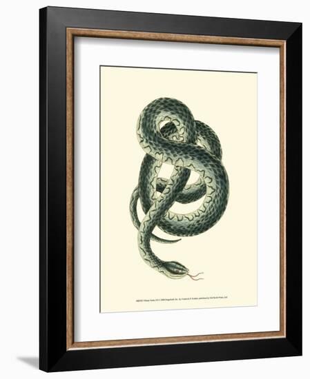 Vibrant Snake III-Frederick P^ Nodder-Framed Art Print