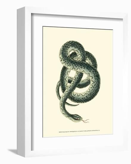 Vibrant Snake III-Frederick P^ Nodder-Framed Art Print