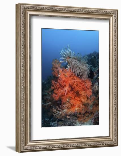 Vibrant Soft Coral Colonies Grow on a Reef in Lembeh Strait-Stocktrek Images-Framed Photographic Print