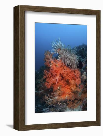 Vibrant Soft Coral Colonies Grow on a Reef in Lembeh Strait-Stocktrek Images-Framed Photographic Print