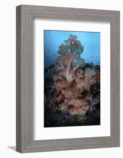 Vibrant Soft Corals Thrive on a Deep Reef in Indonesia-Stocktrek Images-Framed Photographic Print