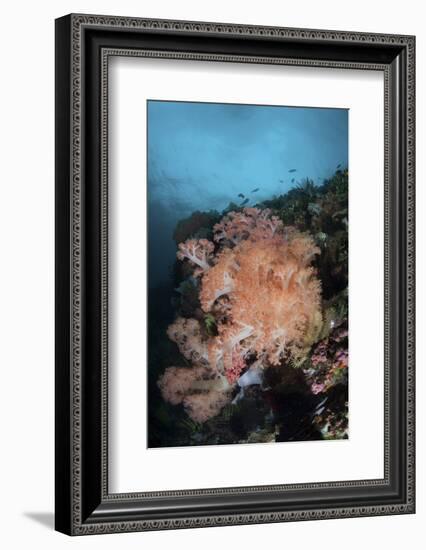 Vibrant Soft Corals Thrive on a Deep Reef in Indonesia-Stocktrek Images-Framed Photographic Print