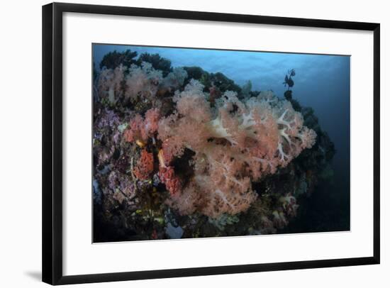 Vibrant Soft Corals Thrive on a Deep Reef in Indonesia-Stocktrek Images-Framed Photographic Print