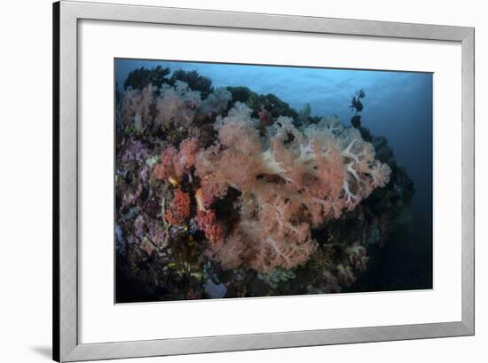 Vibrant Soft Corals Thrive on a Deep Reef in Indonesia-Stocktrek Images-Framed Photographic Print