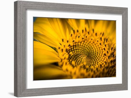 Vibrant Yellow and Orange Macro of a Sunflower-Daniil Belyay-Framed Photographic Print