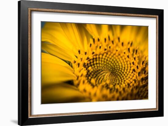 Vibrant Yellow and Orange Macro of a Sunflower-Daniil Belyay-Framed Photographic Print