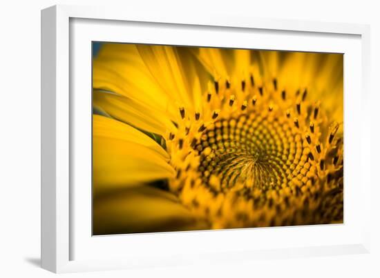 Vibrant Yellow and Orange Macro of a Sunflower-Daniil Belyay-Framed Photographic Print