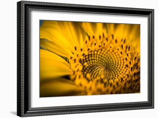 Vibrant Yellow and Orange Macro of a Sunflower-Daniil Belyay-Framed Photographic Print