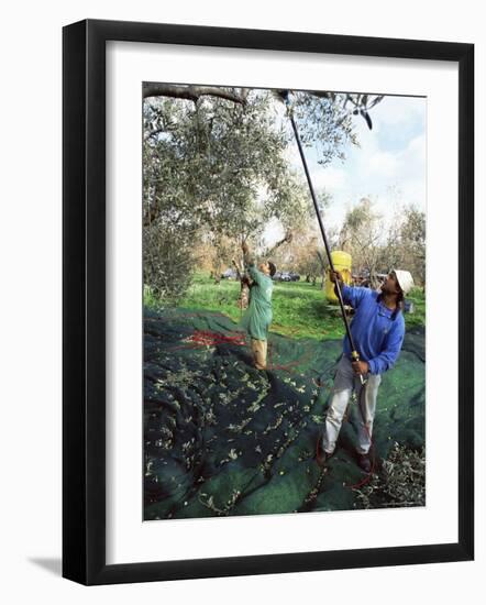 Vibrating Olives from the Trees in the Groves of Marina Colonna, San Martino, Molise, Italy-Michael Newton-Framed Photographic Print