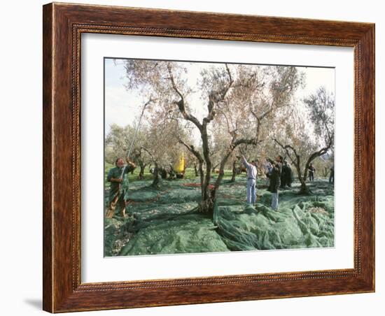 Vibrating the Olives from the Trees in the Olive Groves of Marina Colonna, Molise, Italy-Michael Newton-Framed Photographic Print