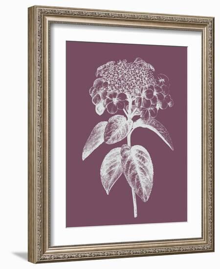 Viburnum Blush Purple Flower-Jasmine Woods-Framed Art Print