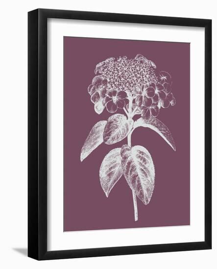 Viburnum Blush Purple Flower-Jasmine Woods-Framed Art Print