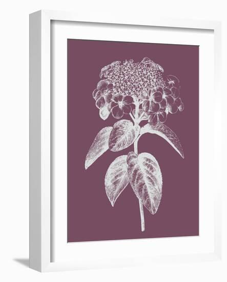 Viburnum Blush Purple Flower-Jasmine Woods-Framed Art Print
