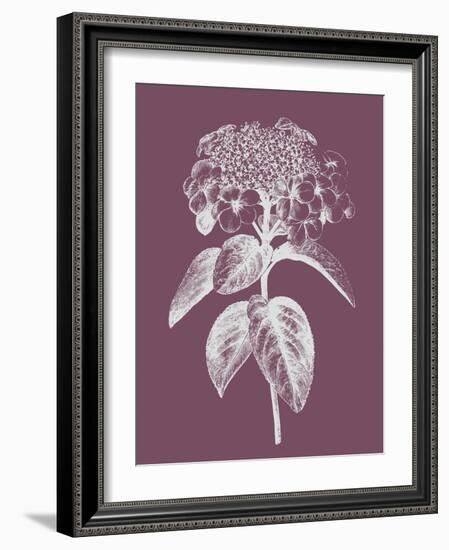 Viburnum Blush Purple Flower-Jasmine Woods-Framed Art Print