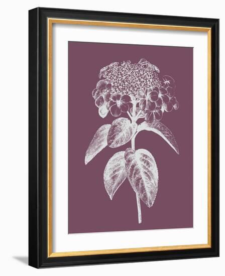 Viburnum Blush Purple Flower-Jasmine Woods-Framed Art Print