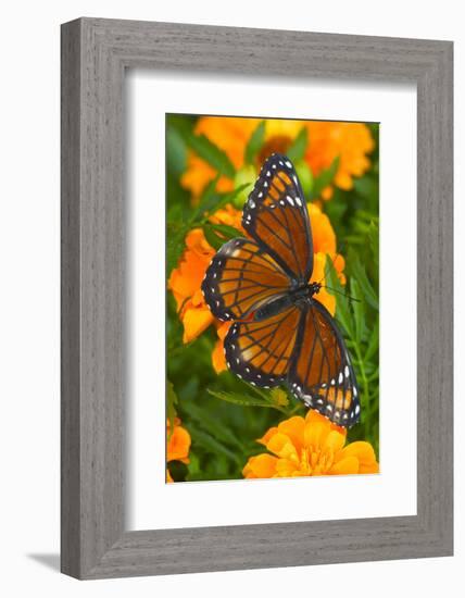 Viceroy Butterfly a Mimic of the Monarch Butterfly-Darrell Gulin-Framed Photographic Print