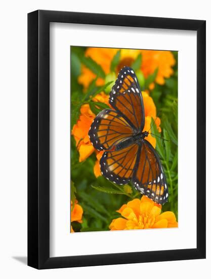 Viceroy Butterfly a Mimic of the Monarch Butterfly-Darrell Gulin-Framed Photographic Print