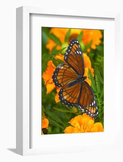 Viceroy Butterfly a Mimic of the Monarch Butterfly-Darrell Gulin-Framed Photographic Print