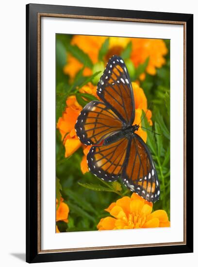 Viceroy Butterfly a Mimic of the Monarch Butterfly-Darrell Gulin-Framed Photographic Print