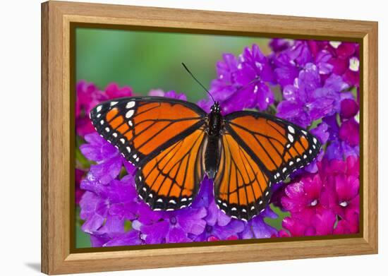 Viceroy Butterfly That Mimics the Monarch Butterfly-Darrell Gulin-Framed Premier Image Canvas