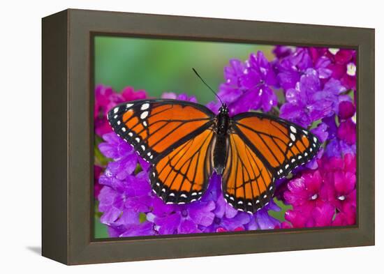 Viceroy Butterfly That Mimics the Monarch Butterfly-Darrell Gulin-Framed Premier Image Canvas