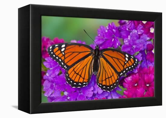 Viceroy Butterfly That Mimics the Monarch Butterfly-Darrell Gulin-Framed Premier Image Canvas