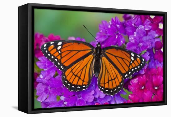 Viceroy Butterfly That Mimics the Monarch Butterfly-Darrell Gulin-Framed Premier Image Canvas