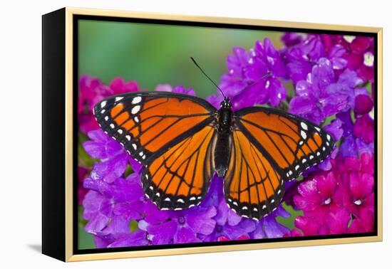 Viceroy Butterfly That Mimics the Monarch Butterfly-Darrell Gulin-Framed Premier Image Canvas