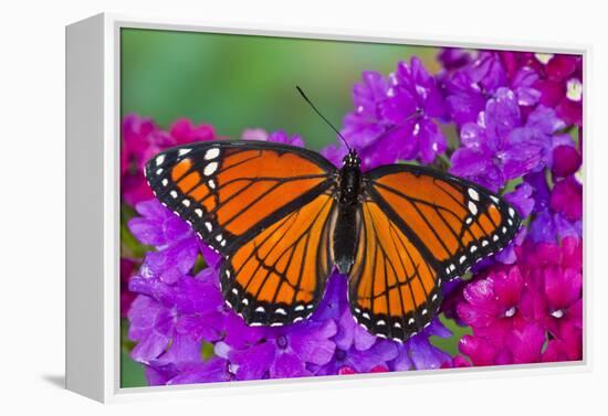 Viceroy Butterfly That Mimics the Monarch Butterfly-Darrell Gulin-Framed Premier Image Canvas