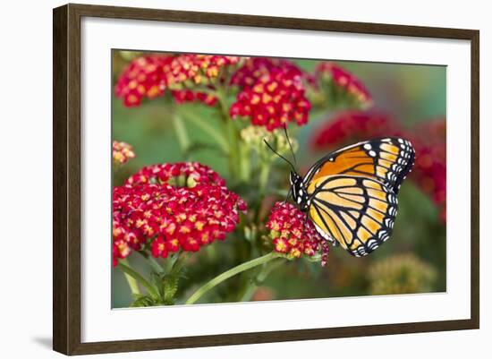 Viceroy Butterfly That Mimics the Monarch Butterfly-Darrell Gulin-Framed Premium Photographic Print