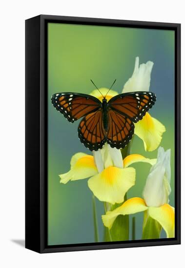 Viceroy Butterfly That Mimics the Monarch Butterfly-Darrell Gulin-Framed Premier Image Canvas