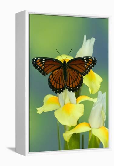 Viceroy Butterfly That Mimics the Monarch Butterfly-Darrell Gulin-Framed Premier Image Canvas